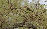 Meyer's Parrot